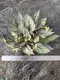 Youngplants |  clusia water plant  1