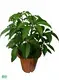 peperomia obtusifolia flower at Wholesale Prices | Youngplants 1