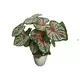 schefflera gerda at Wholesale Prices | Youngplants 1