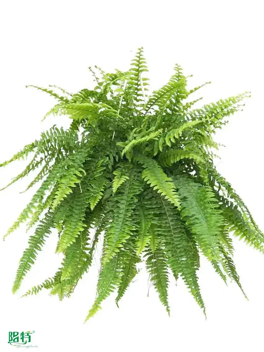 how to propagate tree ferns at Wholesale Prices | Youngplants 1