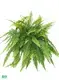 how to propagate tree ferns at Wholesale Prices | Youngplants 1