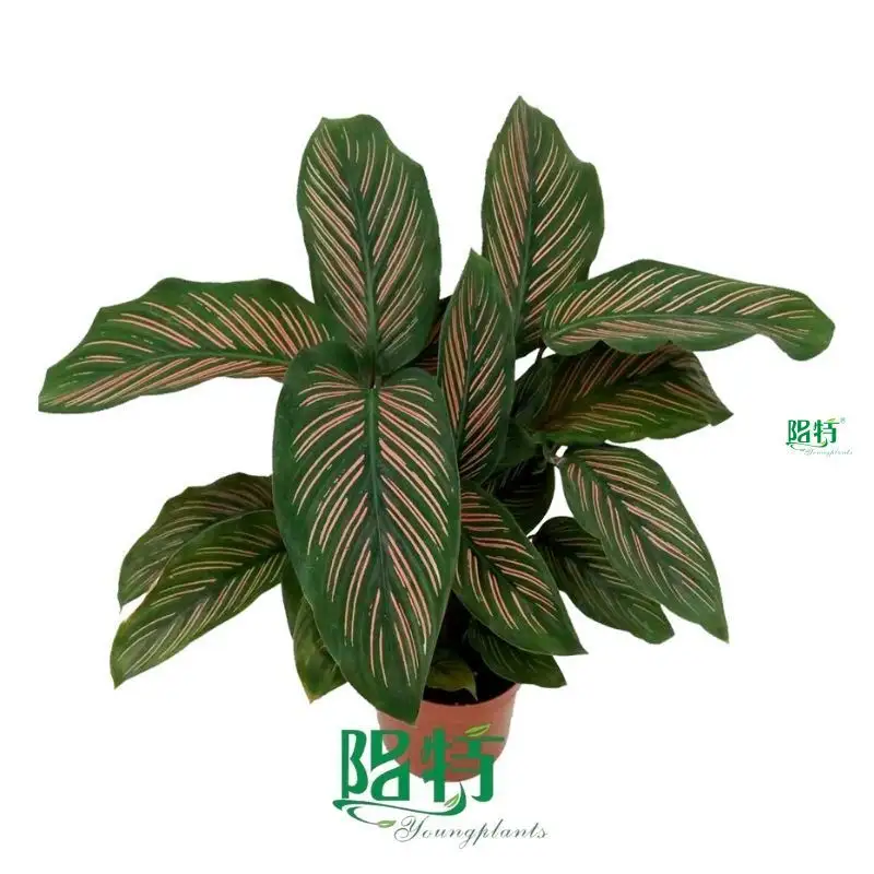 Custom maranta leuconeura  Manufacturer | Youngplants 1