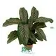 Custom maranta leuconeura  Manufacturer | Youngplants 1