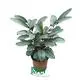  calathea  | Youngplants 1