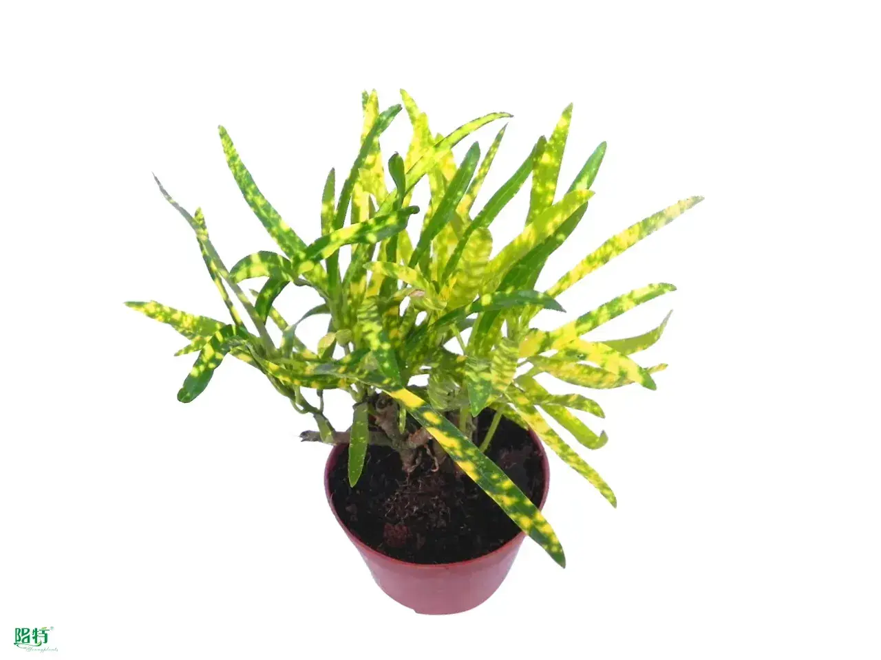  pruning plants and trees  | Youngplants 1