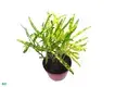  pruning plants and trees  | Youngplants 1