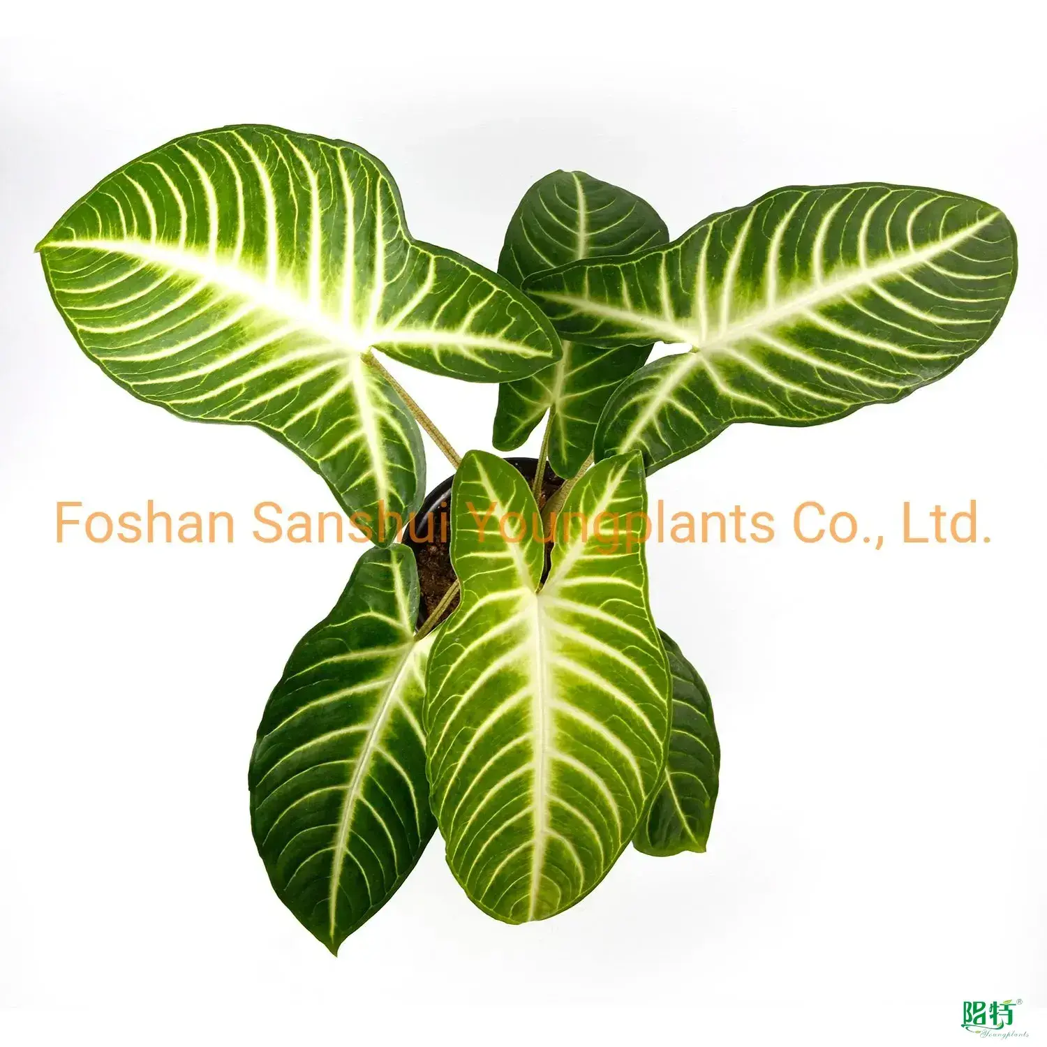 Custom white nerve plant  Manufacturer | Youngplants 1
