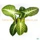 Custom white nerve plant  Manufacturer | Youngplants 1