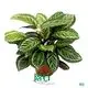 Custom maranta varieties  Manufacturer | Youngplants 1