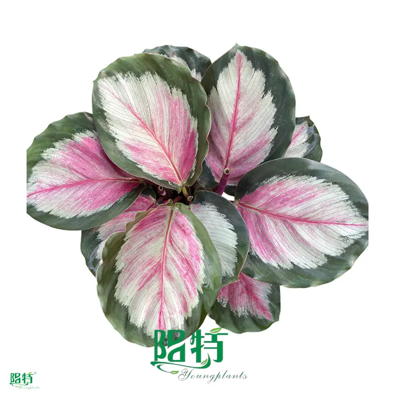  maranta leuconeura  | Youngplants 1