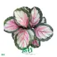  maranta leuconeura  | Youngplants 1
