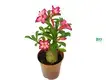 codiaeum plant at Wholesale Prices | Youngplants 1