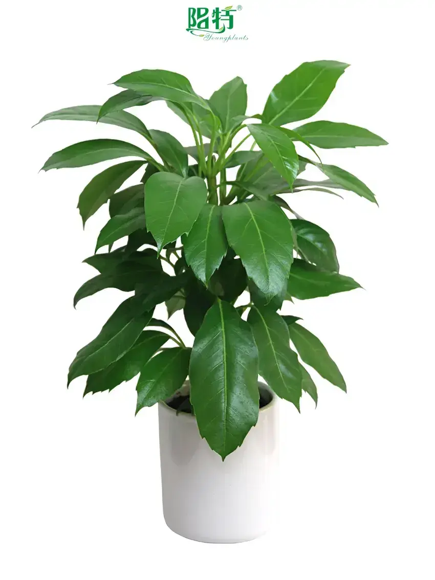  types of croton plants  | Youngplants 1