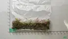 Youngplants |  nerve plant varieties  1