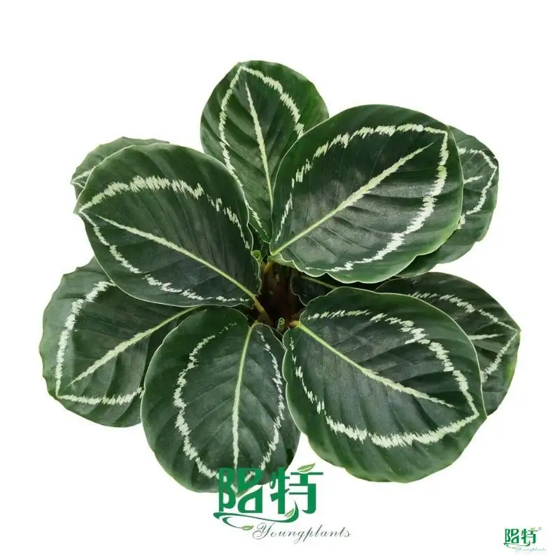  leuconeura maranta  | Youngplants 1