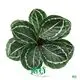  leuconeura maranta  | Youngplants 1