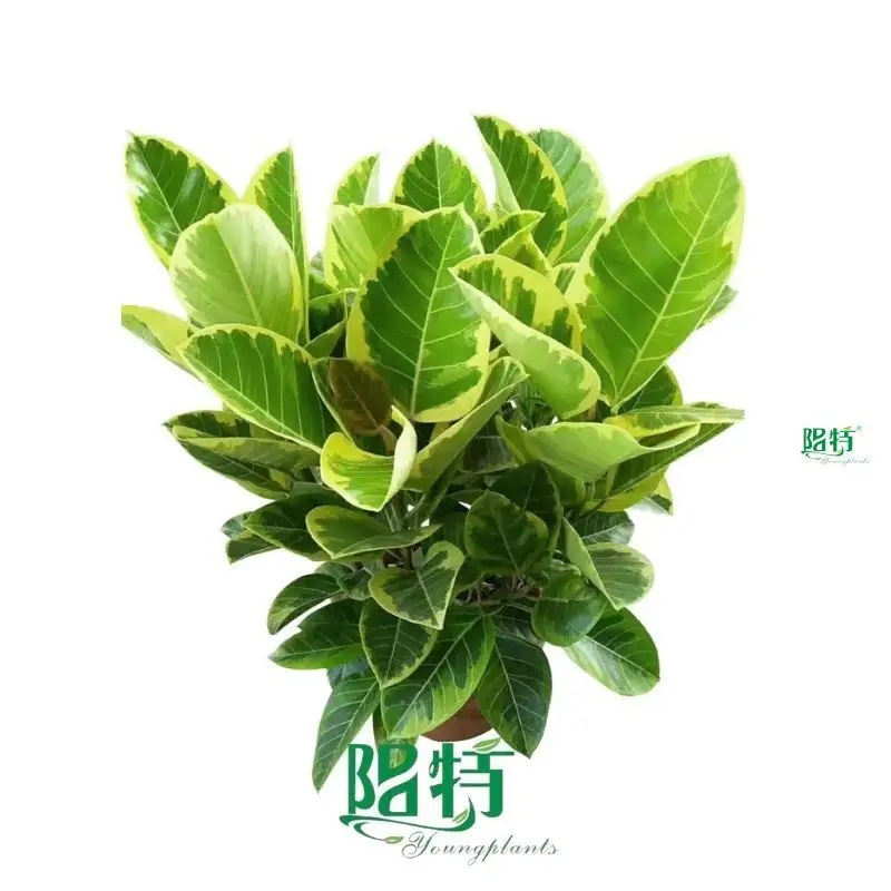 Custom ficus benjamina bonsai  Manufacturer | Youngplants 1