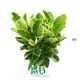 Custom ficus benjamina bonsai  Manufacturer | Youngplants 1