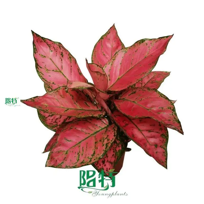 Youngplants |  tissue culture plants  1
