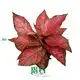 Youngplants |  tissue culture plants  1