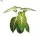 Custom schefflera elegantissima  Manufacturer | Youngplants 1