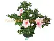 Youngplants |  raindrop plant  1
