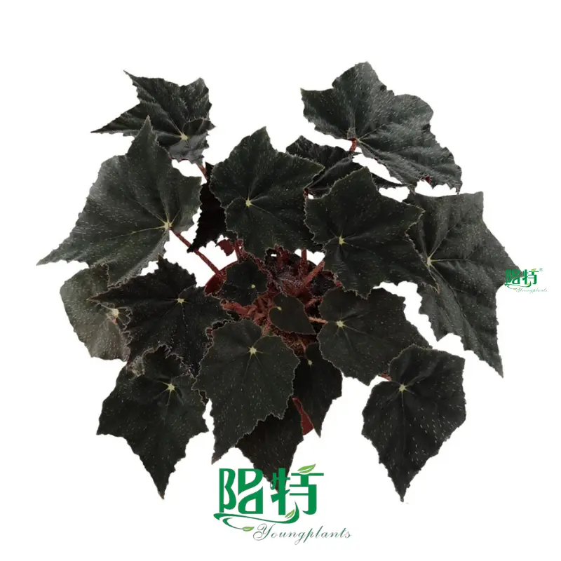 Youngplants |  begonia rex  1