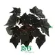 Youngplants |  begonia rex  1