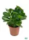 Youngplants |  peperomia graveolens  1