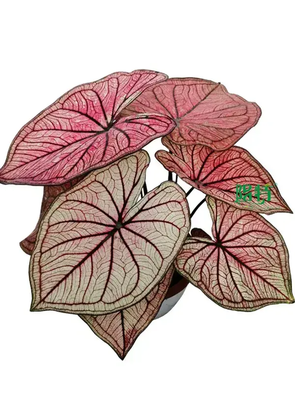 white caladium at Wholesale Prices | Youngplants 1