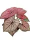 white caladium at Wholesale Prices | Youngplants 1