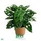  monstera deliciosa wholesale  | Youngplants 1