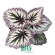 begonia rex at Wholesale Prices | Youngplants 1