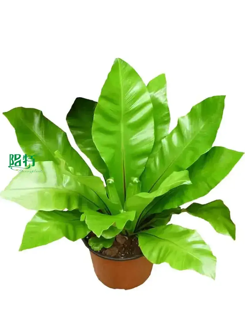  plants from cutting  | Youngplants 1