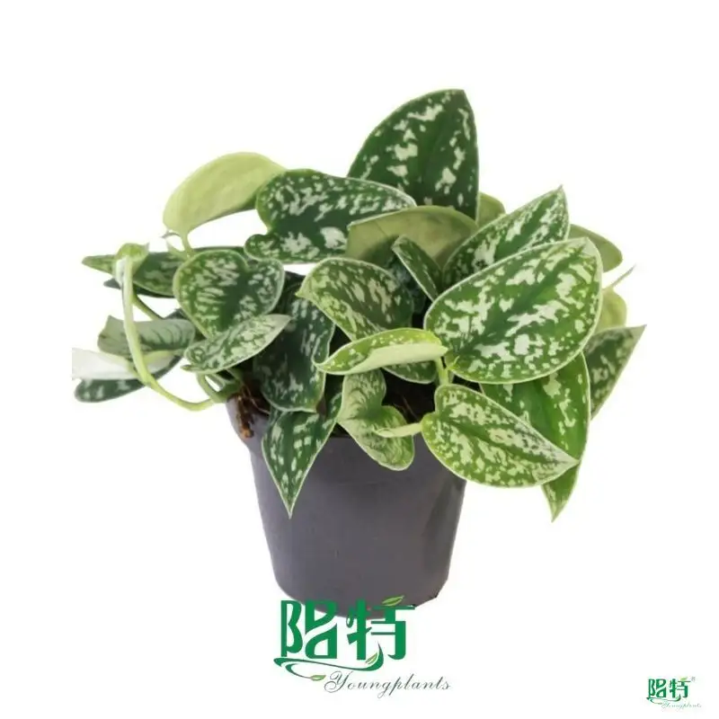 Youngplants |  scindapsus varieties  1