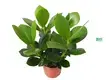 Custom clusia diseases  Manufacturer | Youngplants 1