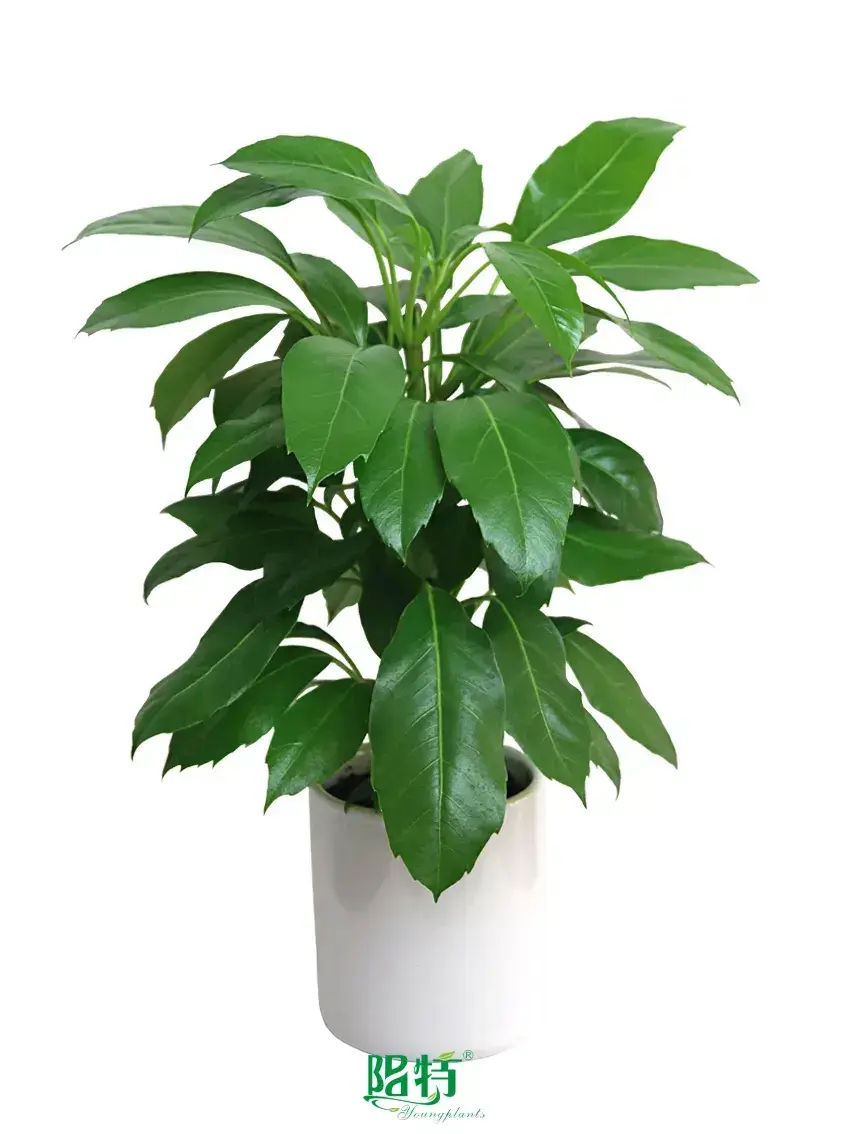 schefflera alpine at Wholesale Prices | Youngplants 1
