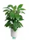 schefflera alpine at Wholesale Prices | Youngplants 1
