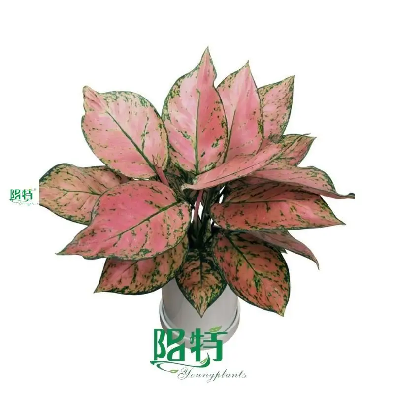 aglaonema plant care at Wholesale Prices | Youngplants 1