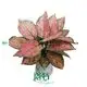 aglaonema plant care at Wholesale Prices | Youngplants 1