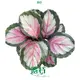 prayerplant at Wholesale Prices | Youngplants 1