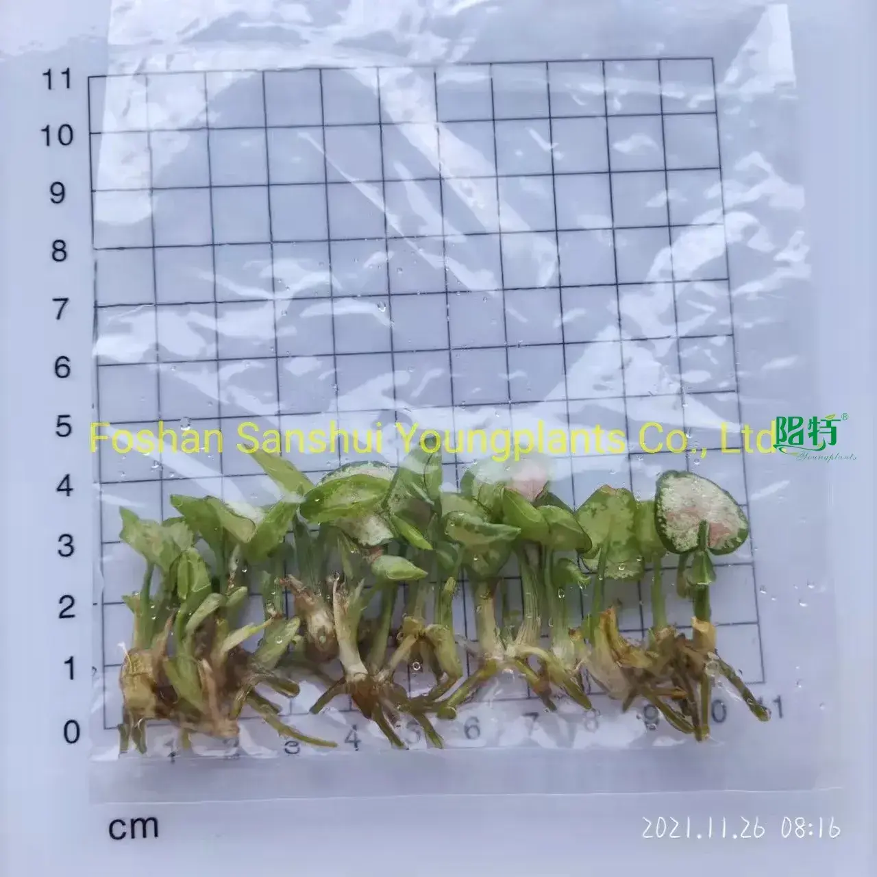 Custom syngonium podophyllum arrow  Manufacturer | Youngplants1 1
