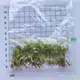 Custom syngonium podophyllum arrow  Manufacturer | Youngplants1 1