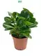 woody plants at Wholesale Prices | Youngplants 1