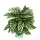 Custom variegated plants  Manufacturer | Youngplants 1