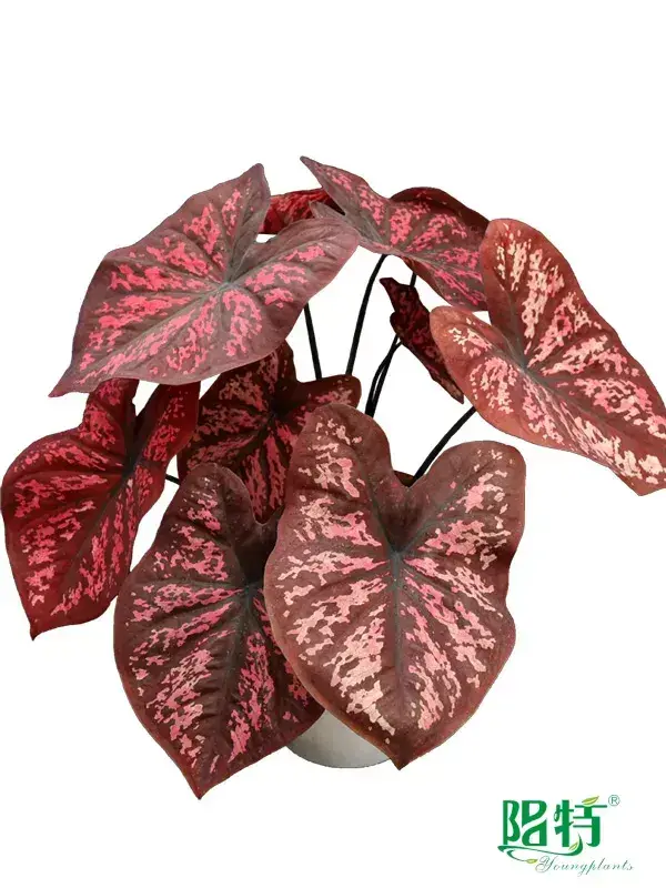 Custom alpine schefflera  Manufacturer | Youngplants 1