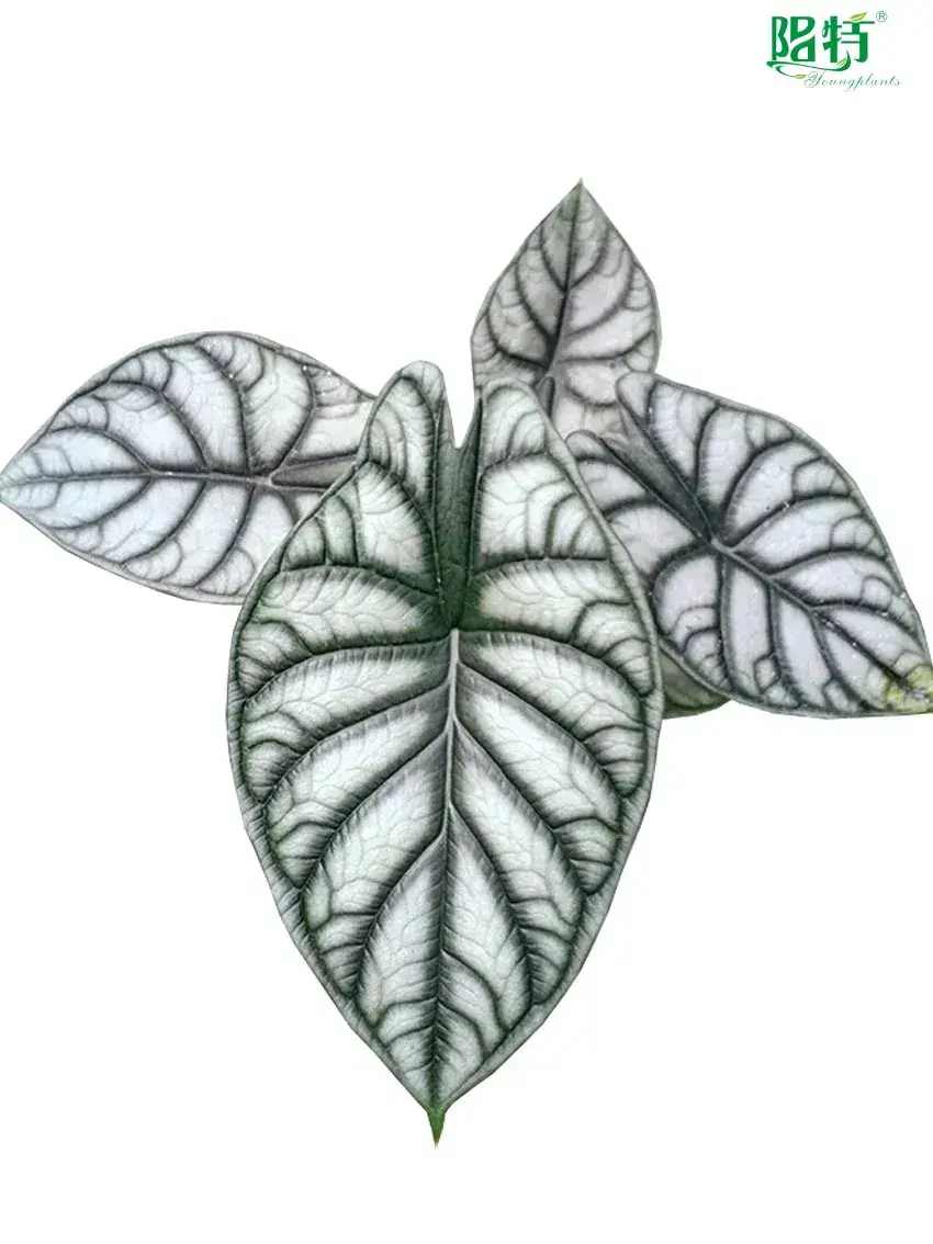 Custom clusia watering  Manufacturer | Youngplants 1