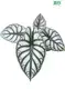 Custom clusia watering  Manufacturer | Youngplants 1