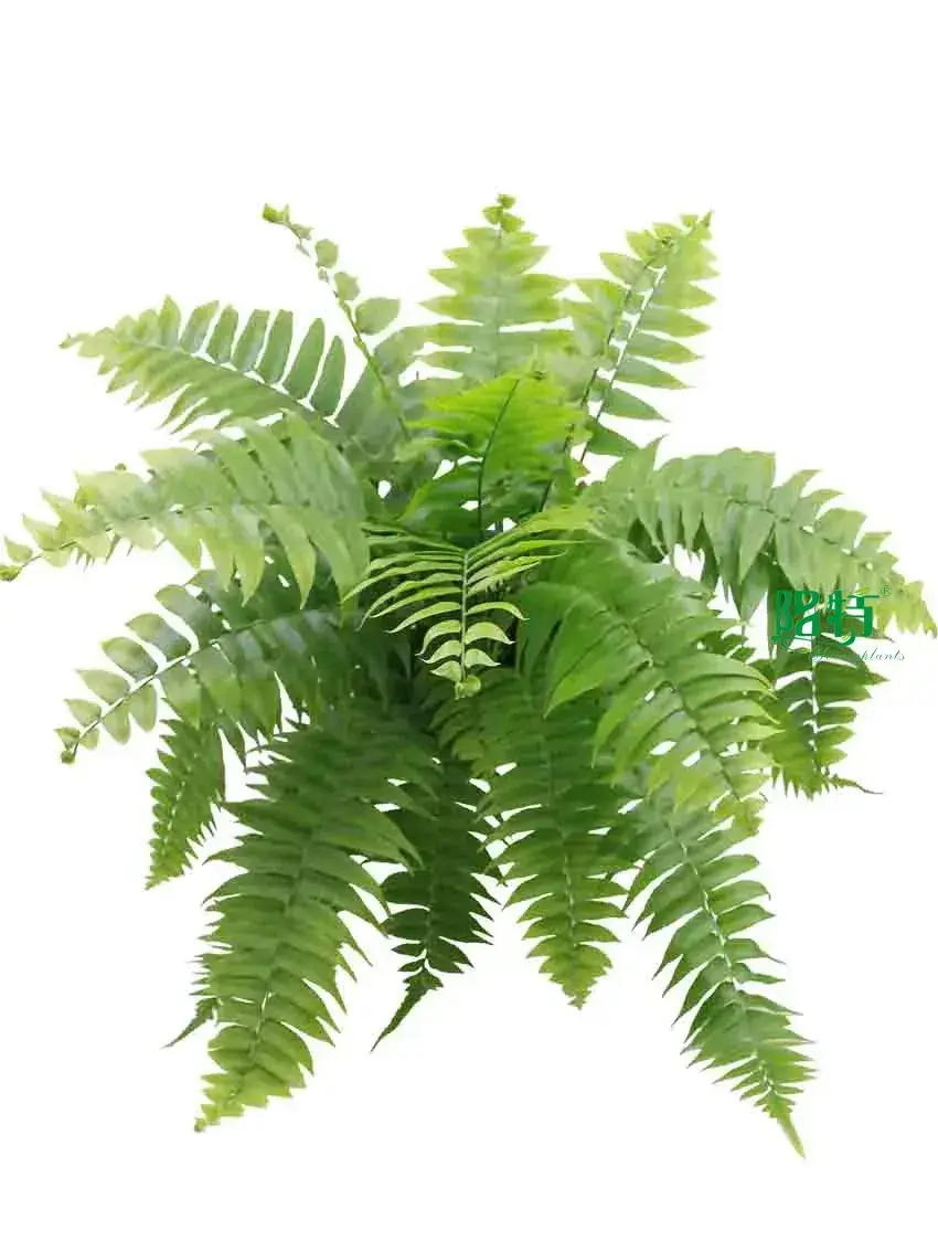 Custom fern plant  Manufacturer | Youngplants 1