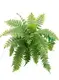 Custom fern plant  Manufacturer | Youngplants 1
